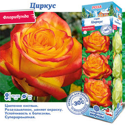 Роза Циркус (Флорибунда) 1шт