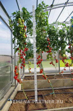 Томат Летний Бал - Партнер фото 3