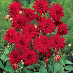 Георгина Ред Пигми бордюрная - Долина роз фото 3