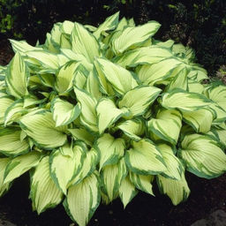Хоста Albopicta (Форчуна) - Голландские луковицы фото 3