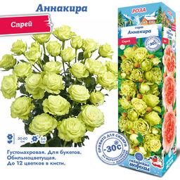 Роза Аннакира (Спрей) 1шт