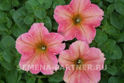 Петуния Лулу Коктейль каскадная нежно-розовая - Партнер фото 6