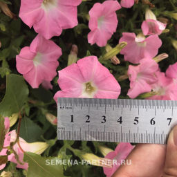 Петуния Лагуна Жозефина каскадная салмон - Партнер фото 7