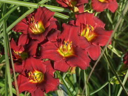 Лилейник Руби Стелла