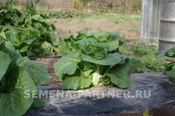 Капуста пекинская Нежность - Партнер фото 2