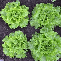 6228U Салат Восторг 10шт