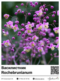 Василисник Rochebrunianum
