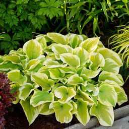 Хоста Delta Dawn - Голландские луковицы фото 2