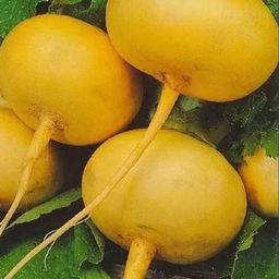 5163D Репа Петровская 1 1гр