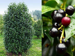 Лавровишня обыкновенная кавказская