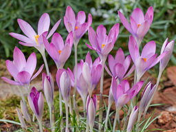Крокус Томазини Розеус 5 шт