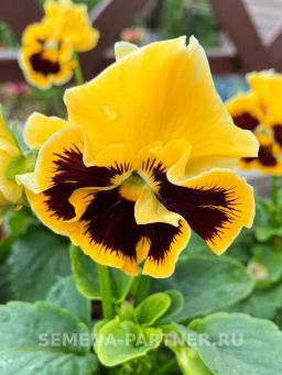 Виола бахромчатая Танго-Манго Кан-Кан - Партнер фото 3