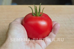 Томат Барика - Партнер фото 4