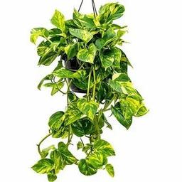 Сциндапсус Неон - 1000корней фото 2