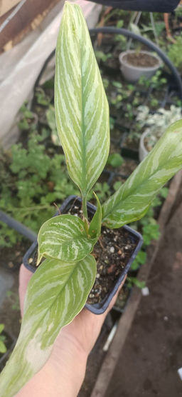 Аглаонема Страйпс - 1000корней фото 2