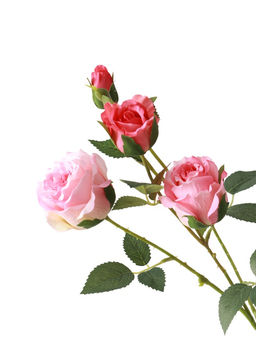 Цветы искусственные "Роза Августина галант" d-6 см 55 см, светло-розовый