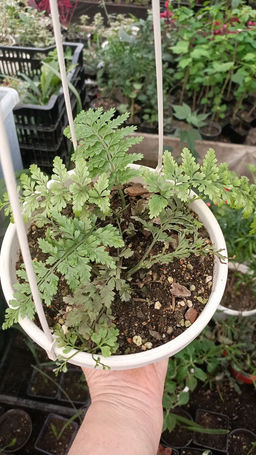 Адиантум Даваллия (заячьи лапки), горшок С2, - 1000корней фото 2