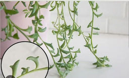 Сенецио Перегринус "Дельфинчики"