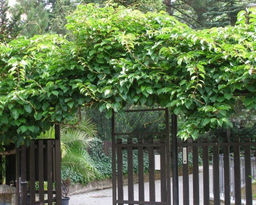 Актинидия Аргута Мужское растение - 1000корней фото 2