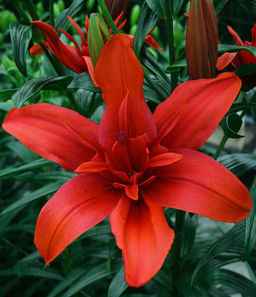 ЛИЛИЯ Рэд Твин Разбор 12/14 Кол-во упак., шт 5