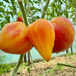 Солнечное сердце НОВИНКА 2025 года!