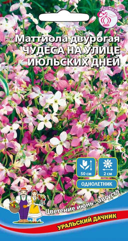 Маттиола ЧУДЕСА НА УЛИЦЕ ИЮЛЬСКИХ ДНЕЙ