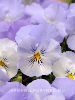 Виола ампельная Кул Вэйв Фрост - Партнер фото 2