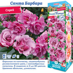 Роза Санта Барбара (Спрей) 1шт