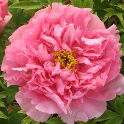 Пион древовидный Серебристый ручей