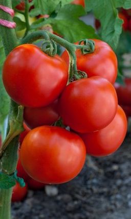 Томат МЛАДШИЙ ЛЕЙТЕНАНТ Высокое содержание ликопина! Стабильная урожайность каждый сезон! Плоды сладкие, сочные, мясистые! Урожайность до 12 кг/м/кв!