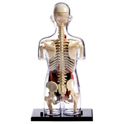 Набор для опытов Строение тела, беременная женщина - Эврики фото 13