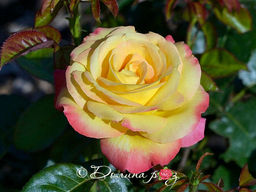 Роза Восточный Экспресс - Долина роз фото 2