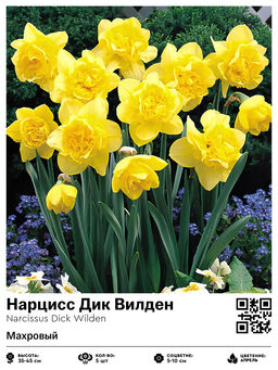 Нарцисс Dick Wilden (Махровый) - Голландские луковицы фото 2
