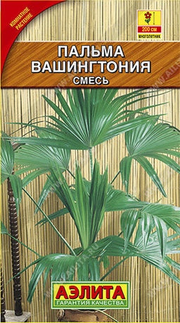 1651A Пальма Вашингтония робуста 2шт