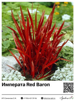 Императа Red Baron (Цилиндрическая)