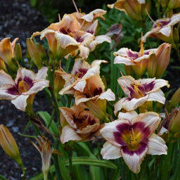 Лилейник Блюберри Крим - Долина роз фото 3