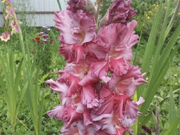 Гладиолус Rostov (Ростов) 5 шт - Долина роз фото 3