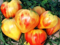 Помидоры Orange Russian 117