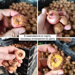 Гладиолус Индиан Саммер 5 шт - Долина роз фото 4