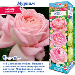 Роза Мириам (Чайно-гибридная) 1шт