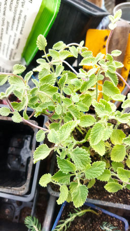 Котовник Фассена Сикс Хиллс Джиант Голд