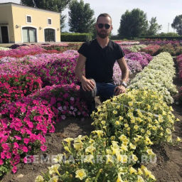 Петуния Итальянка Фульвия лимонно-желтая - Партнер фото 4