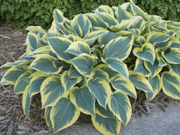 Хоста First Frost (Фёст Фрост, Первый морозец)