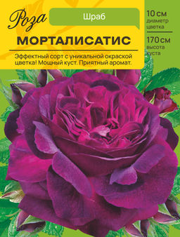 Роза Морталисатис (Шраб) С ЦВ.НАКЛЕЙКОЙ 1шт
