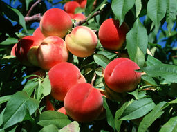 Персик Гринсборо