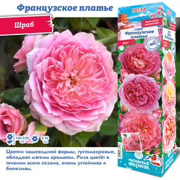 Роза Французское Платье (Плетистая) 1шт