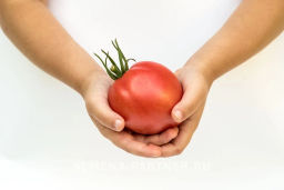 Томат Малиновая Империя - Партнер фото 4