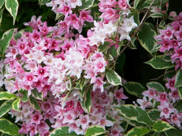 Вейгела цветущая Санни Принцесс