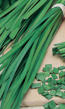 Лук на зелень КАЗАЧОК Крайне урожайный! Пучковый! Быстроотрастающий с лёгким чесночным ароматом!