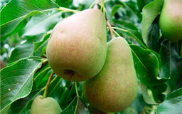 Груша Красавица Черненко (саженец с этикеткой) 1шт